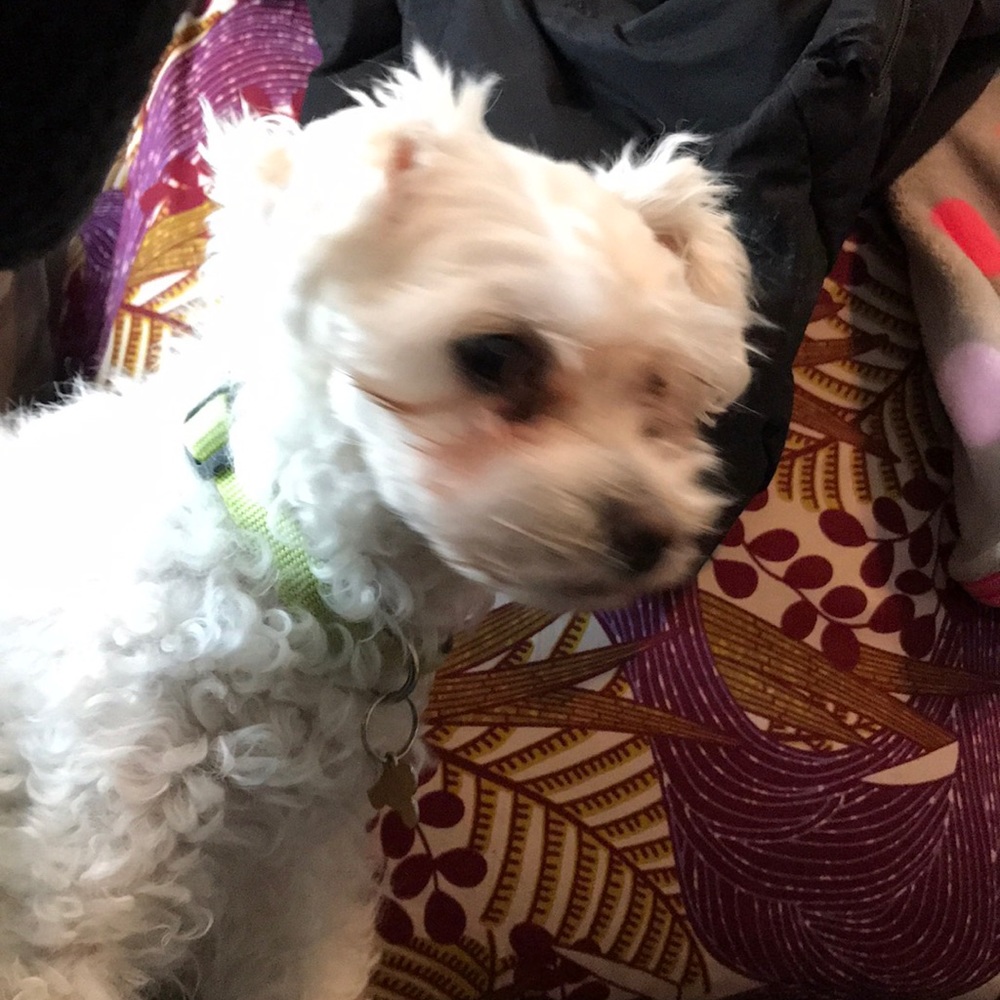 Meet your Posher, Casey